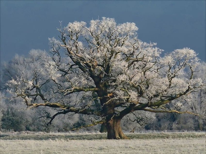 Baum mit Frost, Winter, blau, schwarz, Wetter, Bäume, Schneelandschaft, Orte, weiß, gefroren, grau, Landschaft, Jahreszeiten, Gras, Baum, alt, grau, Feld, Natur, Himmel HD-Hintergrundbild