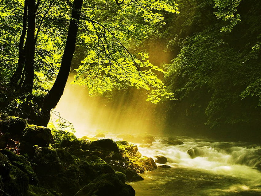 Rzeka rano, rzeka, złota, zmarszczki, drzewa, promienie słoneczne, las Tapeta HD