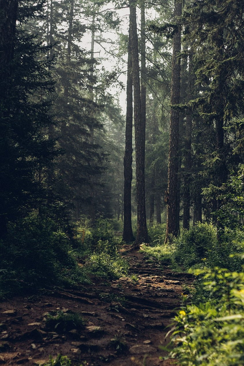 Forest : [HQ], Epic Forest HD phone wallpaper