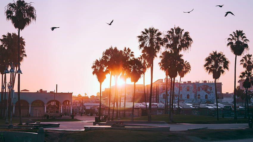 palm trees, dawn, birds, venice beach, Los Angeles Palm Trees HD wallpaper