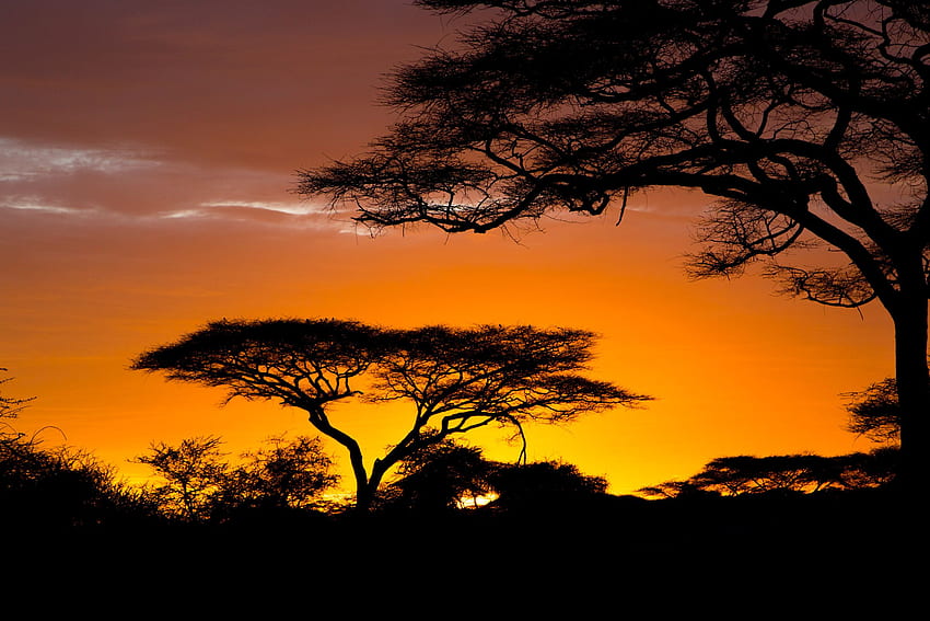 Safari relacionado amanecer África naturaleza tc [] para su, móvil y tableta. Explora Safari Africano. Africano para Paredes, Safari para fondo de pantalla
