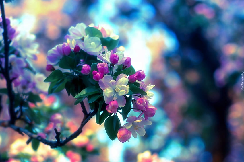 wiosna, grafika, drzewa, kwiaty, przyroda, piękno Tapeta HD