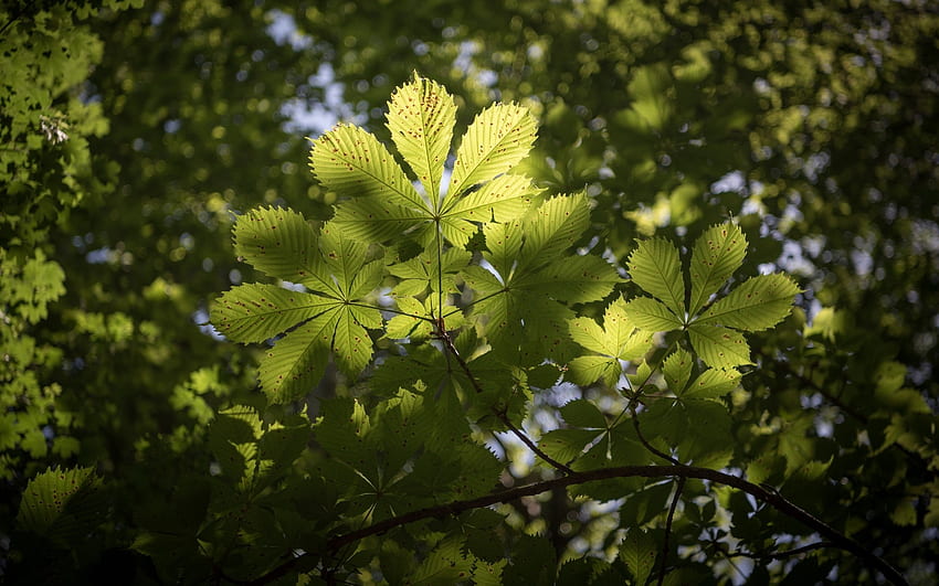 Feuilles de châtaignier, France, feuilles, châtaignier, arbre Fond d'écran HD