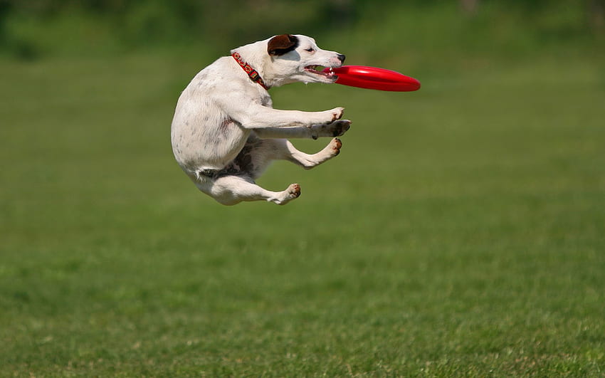 Dog Playing And Catching A Frisbee Animal Dogs – FORDOG: SUPPORTING PHOENIX DOG PARK HD wallpaper