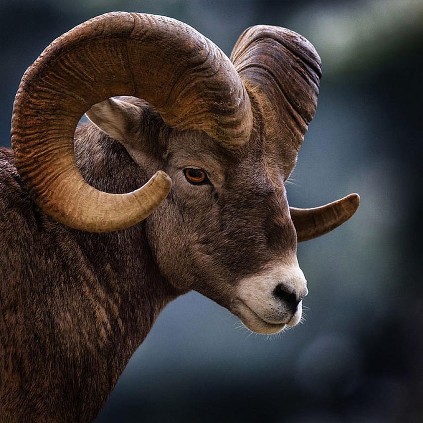Bighorn Sheep for Android HD phone wallpaper
