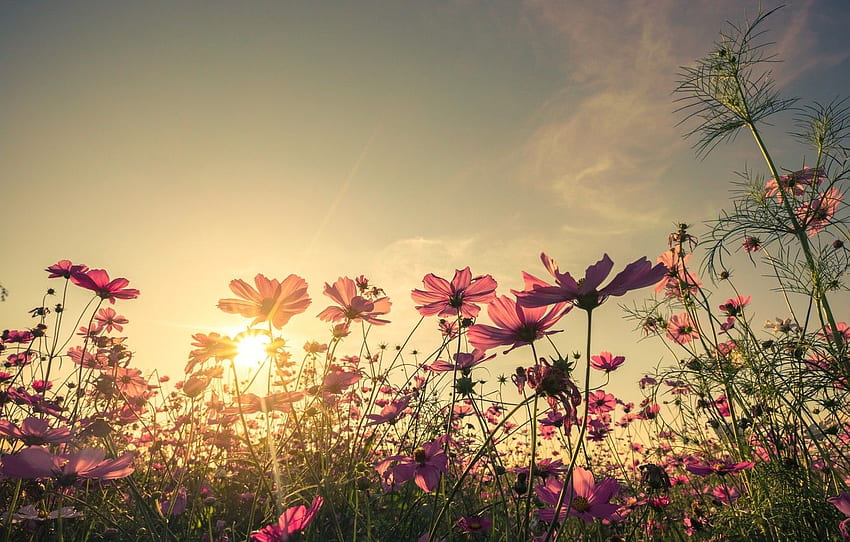 bidang, musim panas, langit, matahari, matahari terbenam, bunga, warna-warni, padang rumput, musim panas, merah muda, model tahun Wallpaper HD
