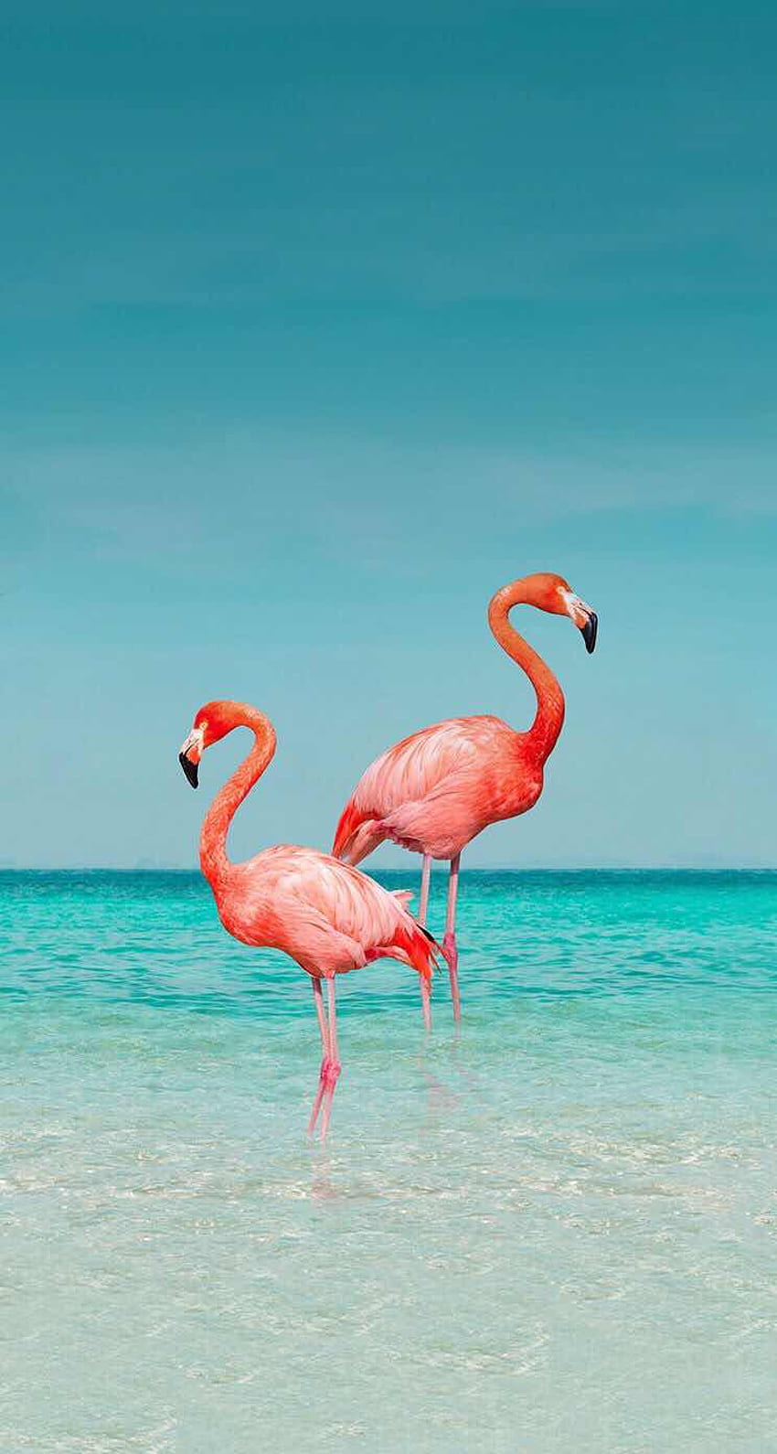 iPhone flamingo wallpaper ponsel HD