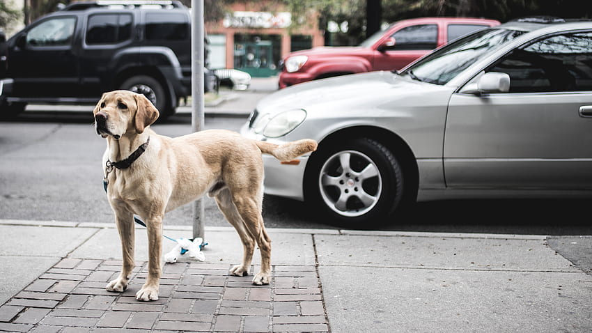 Animals, Cars, City, Dog, Street HD wallpaper