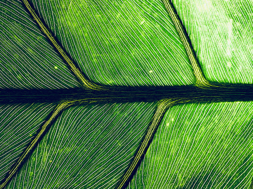ใบไม้ เส้นเลือด มาโคร สีเขียว วอลล์เปเปอร์ HD