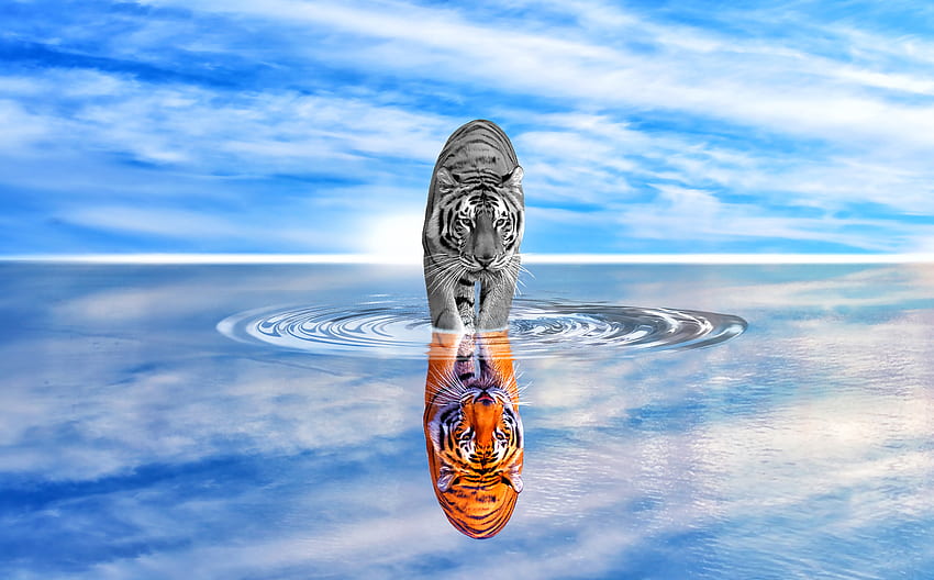 Animals, Water, Sky, Reflection, Color, Tiger, hop, Wave, Black And White, Black-And-White, Coloured วอลล์เปเปอร์ HD
