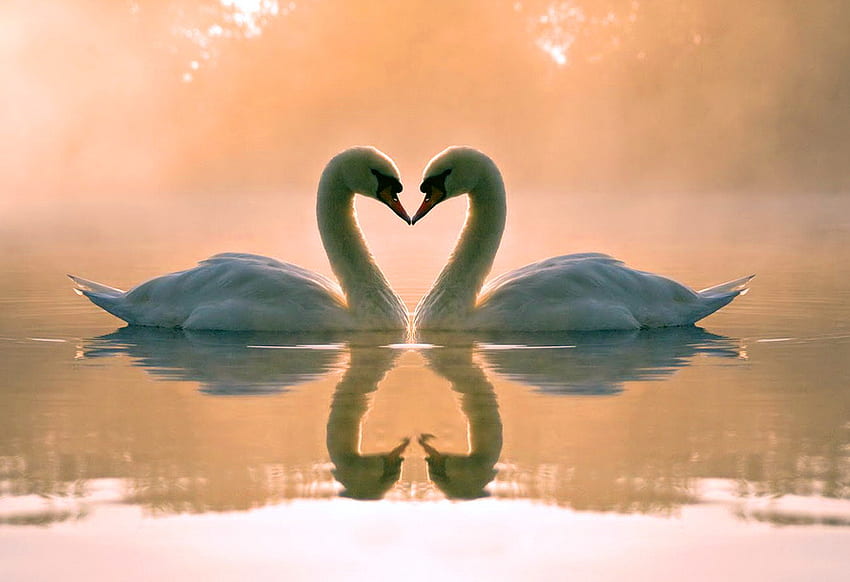 I wish you LOVE, swans, birds, sunset sky, pair, water, beauty HD wallpaper