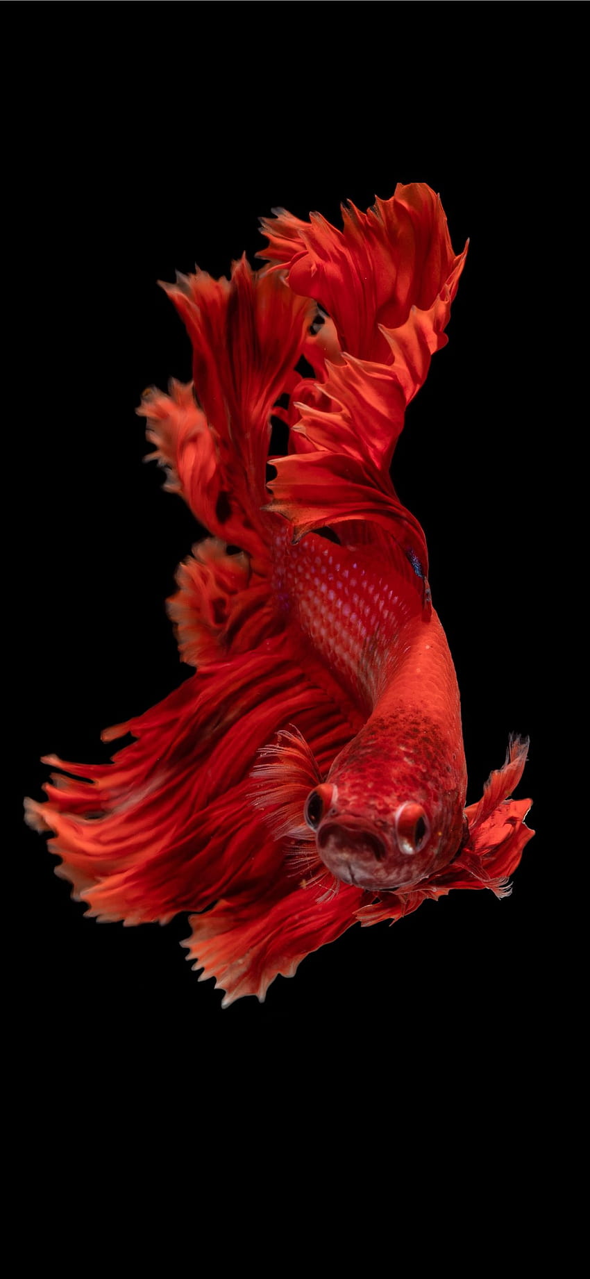 赤いシャムの戦いの魚 iPhone 11 HD電話の壁紙