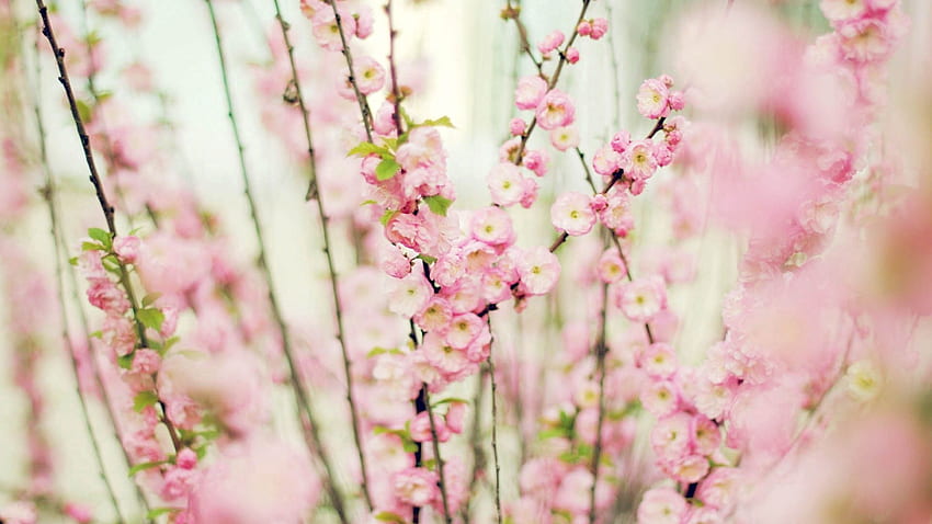 Flowers, Plant, Branch HD wallpaper | Pxfuel