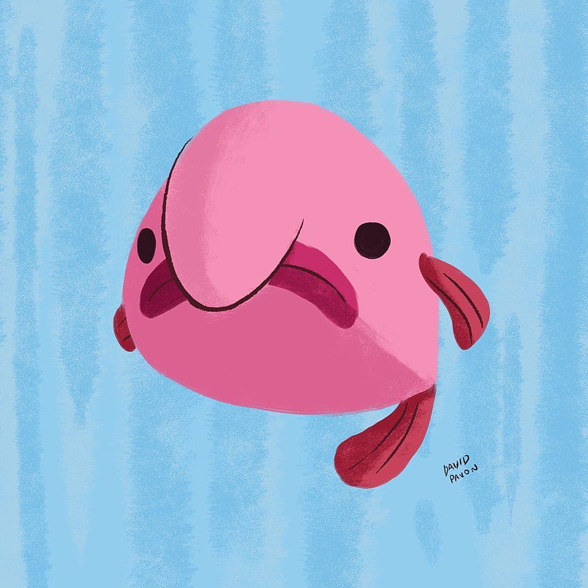 David Pavon on Twitter. Blobfish, Fish illustration, Illustrations and posters HD phone wallpaper