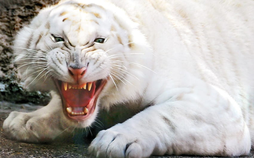 Angry White Tiger, animal, cat, white, tiger HD wallpaper