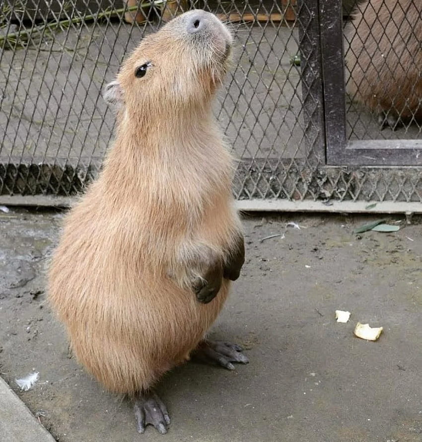 Capybara sit up. Capybara, Capybara pet, Unusual animals, Cute Capybara HD phone wallpaper
