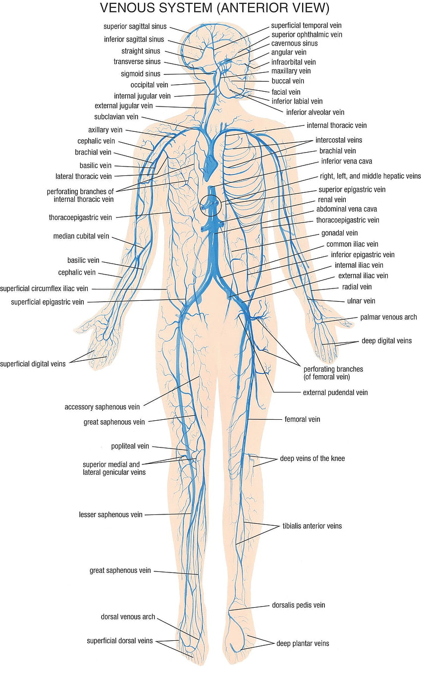 Човешко тяло, физиология HD тапет за телефон