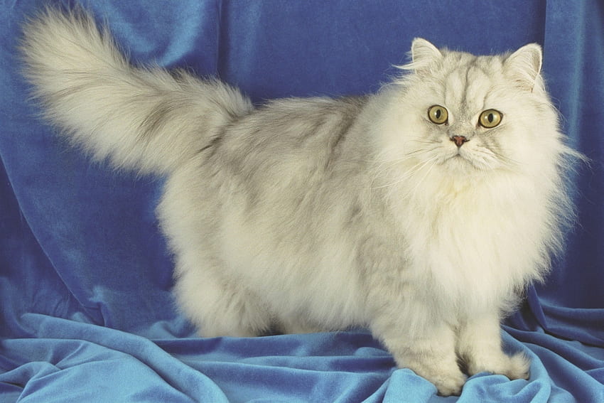 Kucing cantik, bulu, kucing, kucing, kumis Wallpaper HD