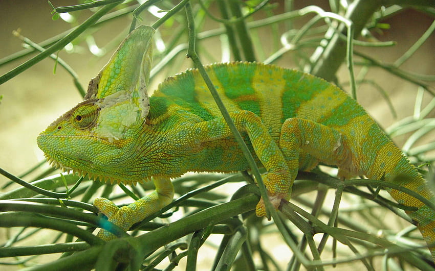 Animals, Chameleons, Lizards HD wallpaper