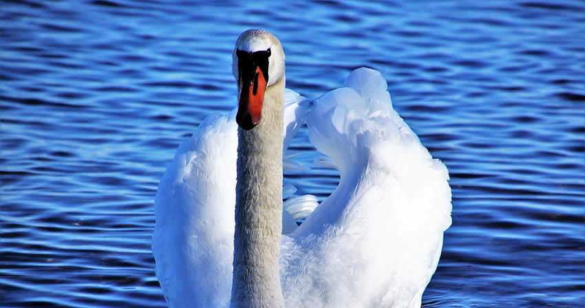 White, swan, seabird HD wallpaper