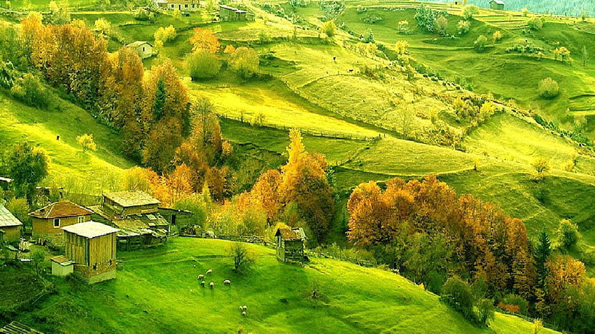 High view, houses, aerial, huts, scenery, hilly, rural, autumn, trees, , slope, up, grass, end, country, summer, greenleafed, yellow, green, view, row, nature, village HD wallpaper