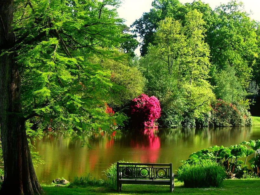 Sheffield park, river, place, relax, sit, serenity, tranquil, nice, shore, trees, greenery, , water, pond, bench, garden, beautiful, grass, Sheffield, lake, park, summer, rest, pretty, green, nature, lovely, calmness, forest HD wallpaper