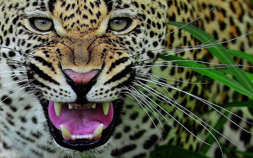 Animal Leopard HD Wallpaper