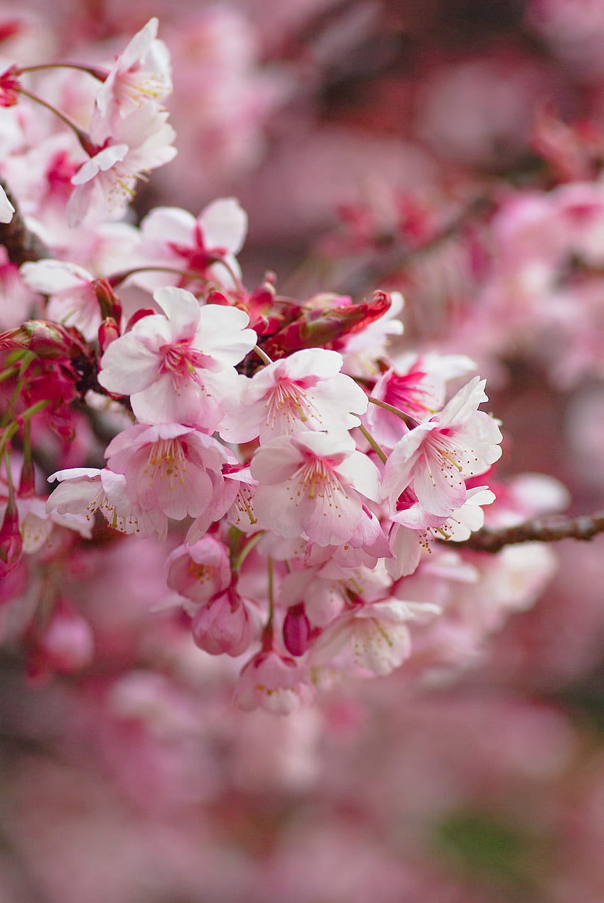 Fiori, Sakura, sfocatura, liscio, fioritura, fioritura, ramo Sfondo del telefono HD