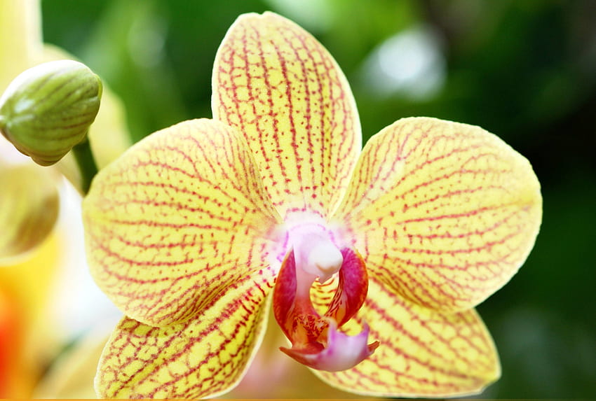 Yellow Orchid, closeup, tropical flower HD wallpaper