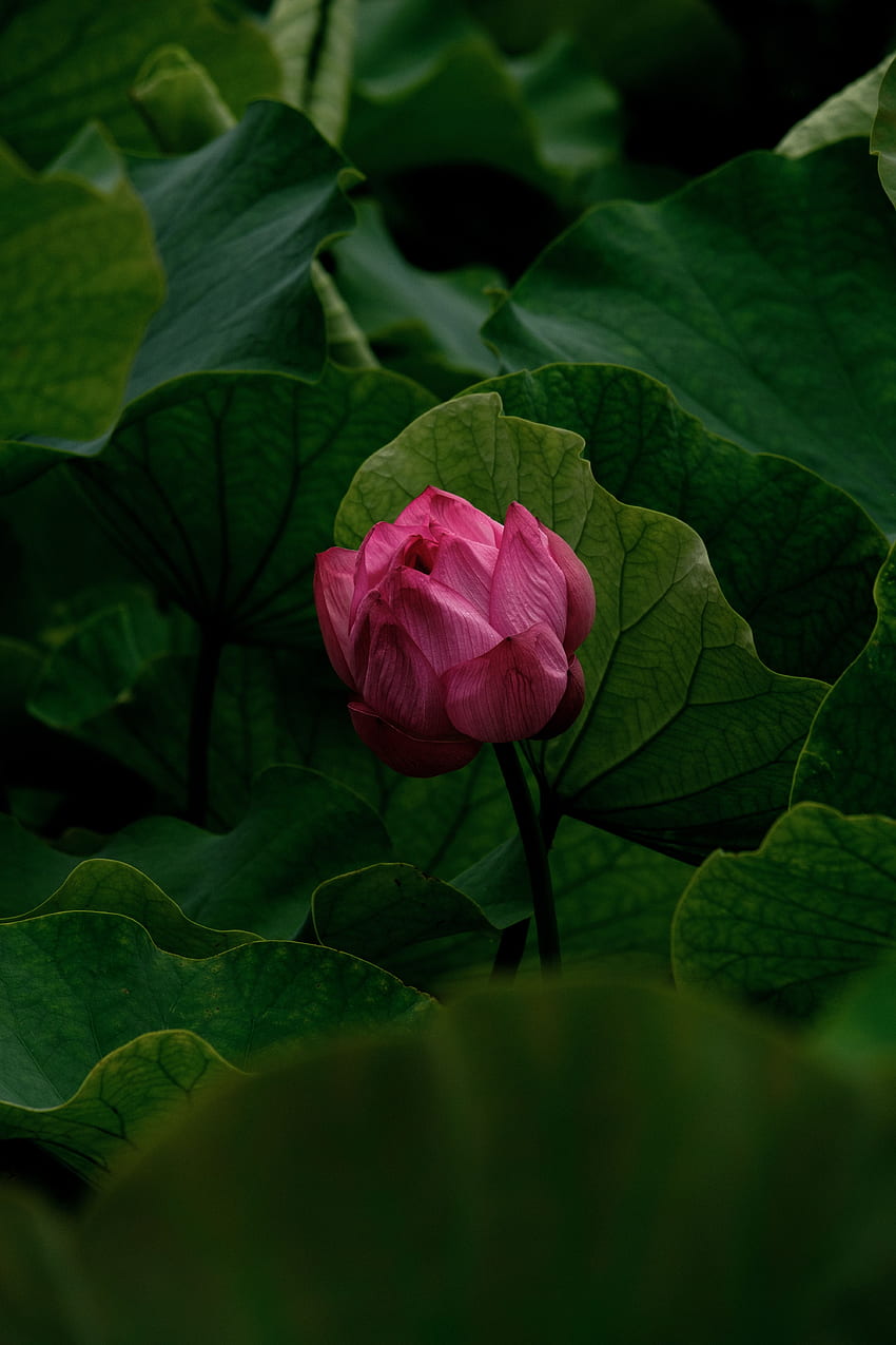 Lilie, Blumen, Rosa, Blume, Pflanze, Knospe HD-Handy-Hintergrundbild