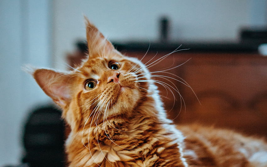 gato, maine coon, fofinho, relance, animal de estimação widescreen 16:10 background, Orange Maine Coon papel de parede HD