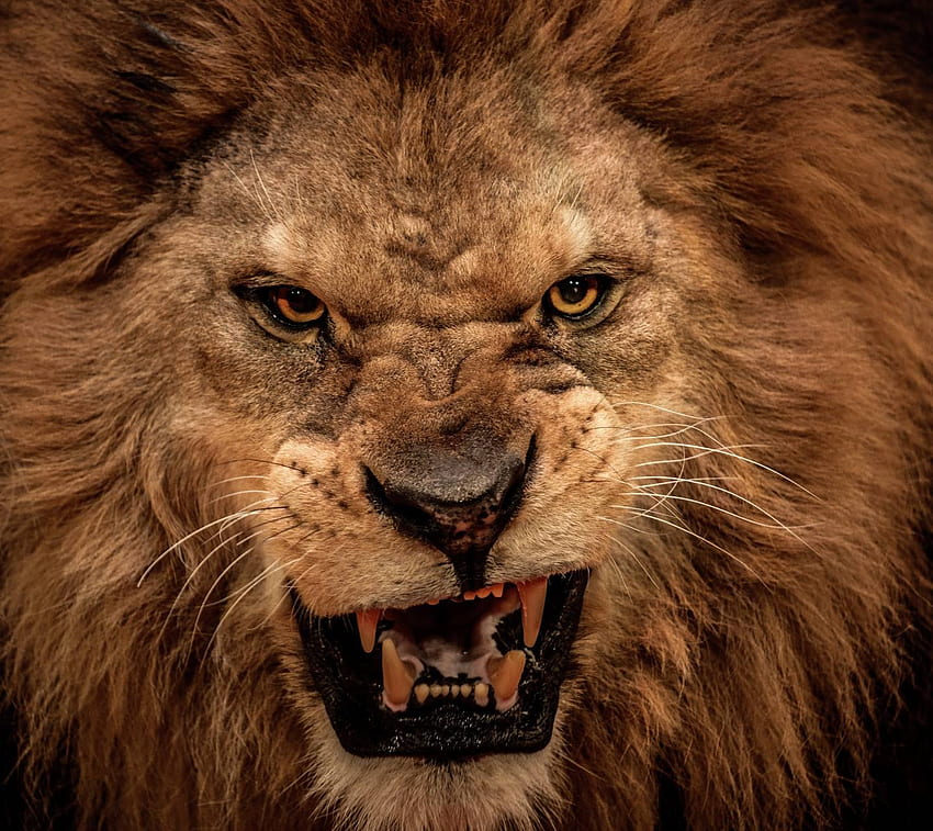 León enojado, arte del león enojado fondo de pantalla