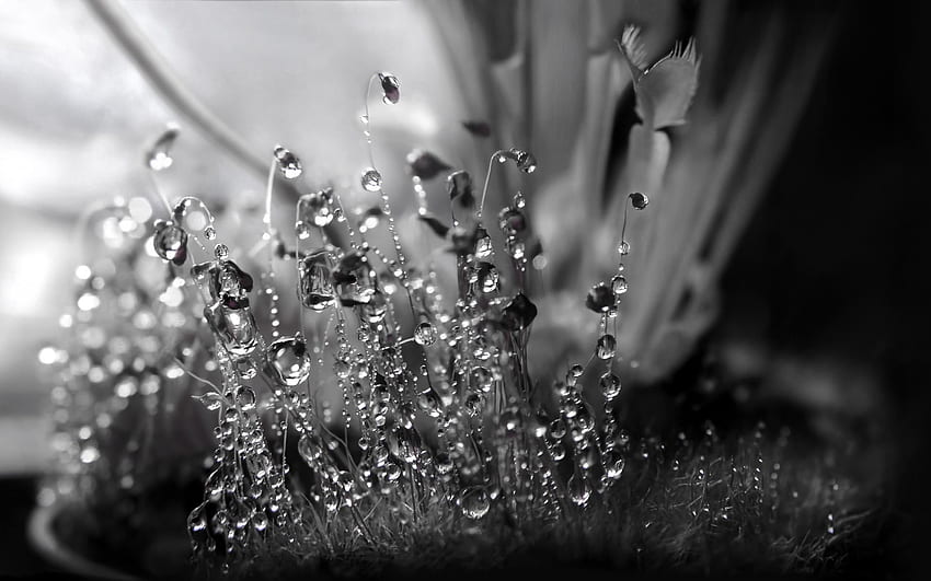 cristal, water, moisture, monochrome graphy, dew, black and white, White Crystal HD wallpaper