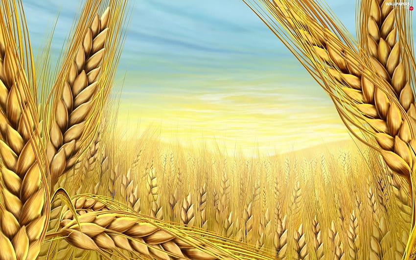 Поле, зърнени култури, пшеница, класове - пълно: HD тапет