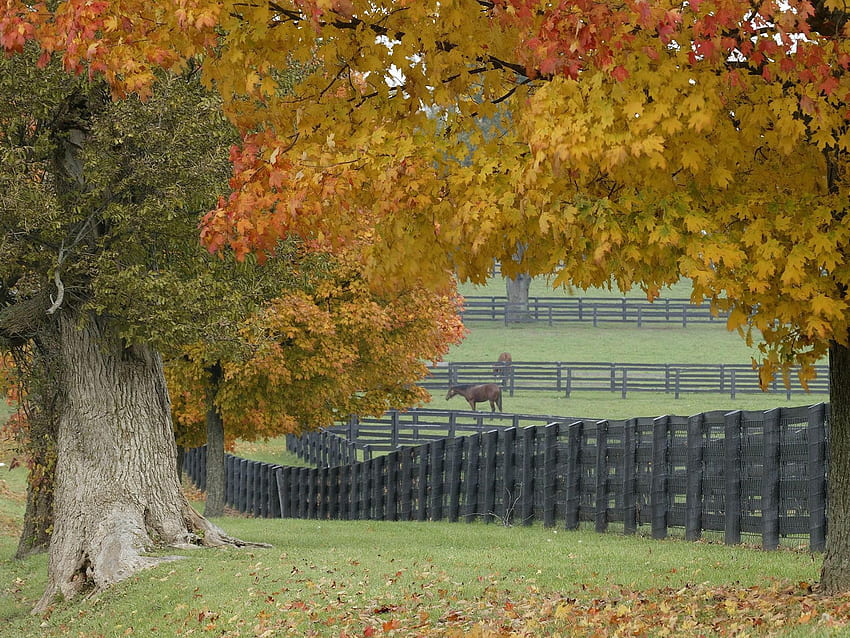 Horses in Autumn HD wallpaper | Pxfuel