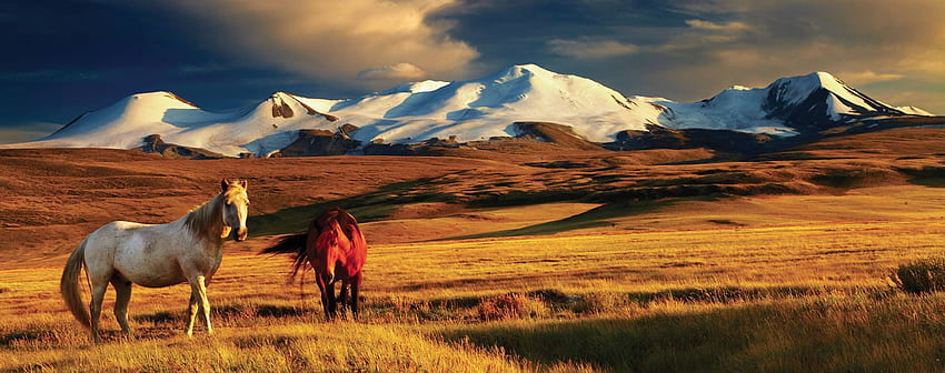 Mongolia, ötüken, Cavallo, Montagne / Sfondo HD