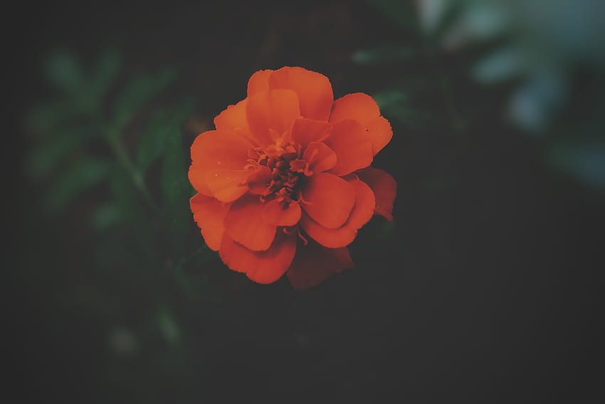 Orange flower, portrait, blur, summer HD wallpaper