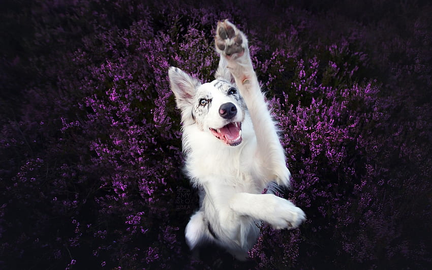 Hi!, dog, white, cute, summer, purple, ciri, pink, field, flower, australian shepherd, funny, paw, vara HD wallpaper