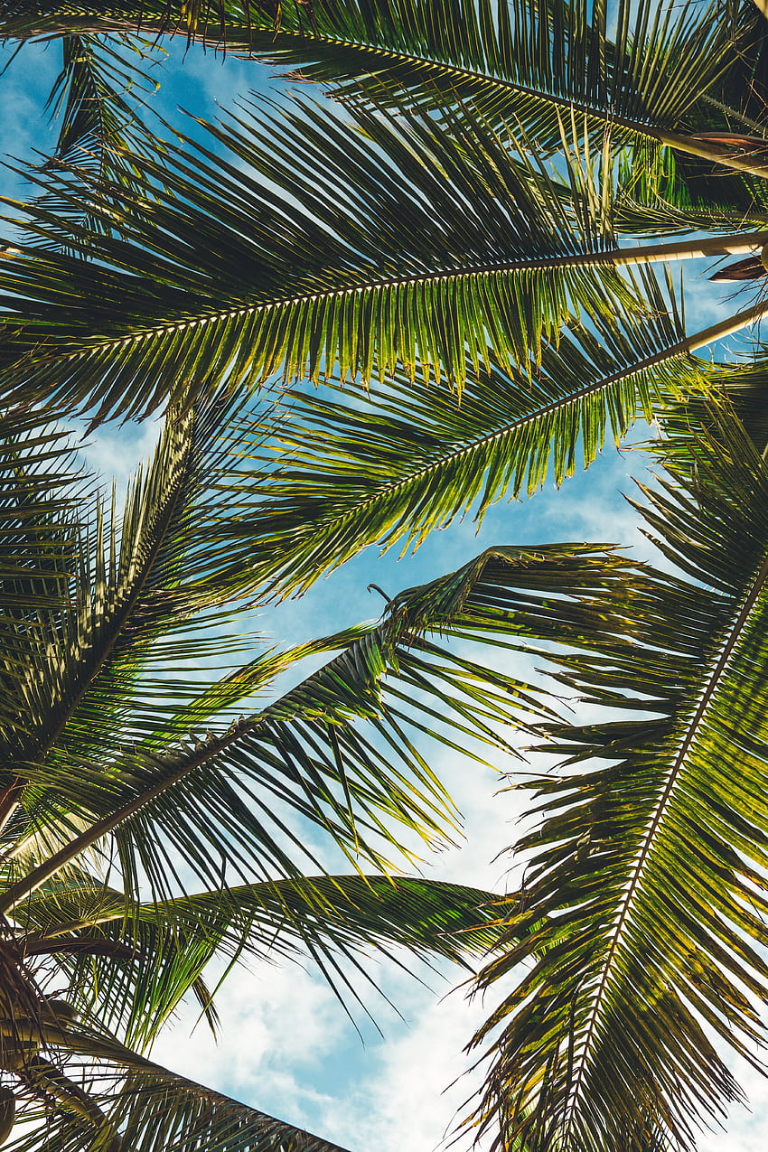 natura, liście, palmy, lato, gałęzie, tropiki Tapeta na telefon HD