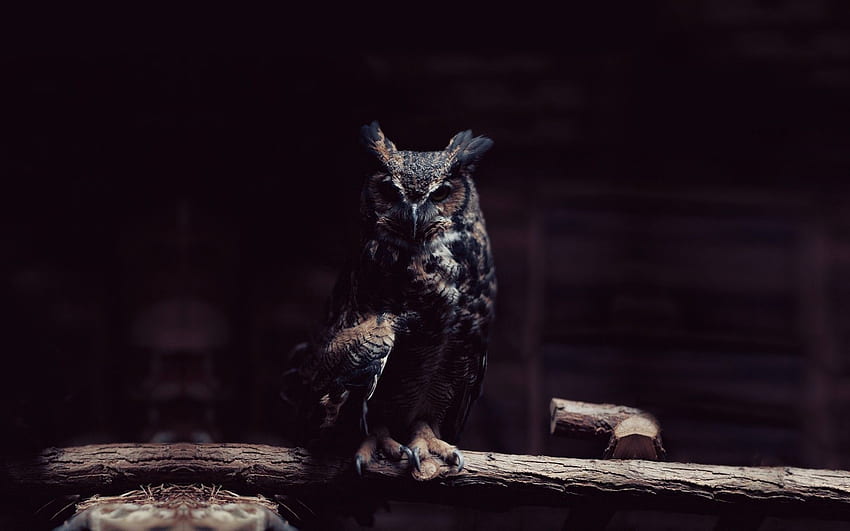 Owl Background. , 3D HD wallpaper