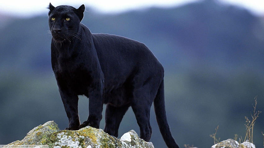 黒豹の大きな猫、クールな黒豹の動物 高画質の壁紙