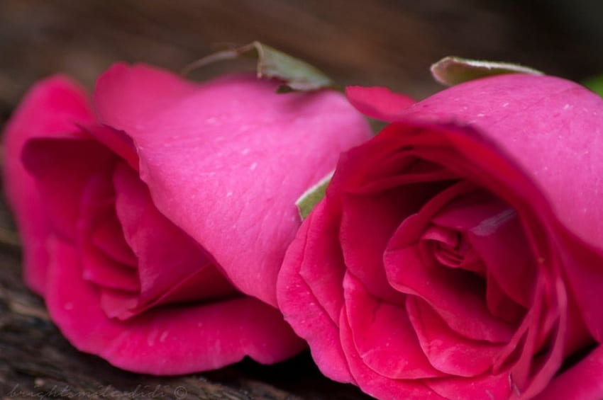 Pink Roses, two, pink, flowers, roses HD wallpaper