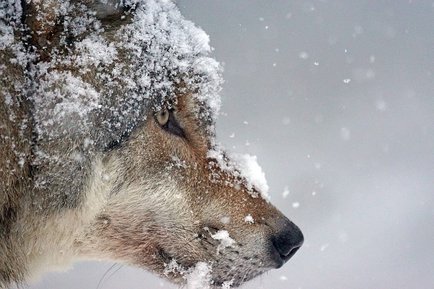 Zwierzęta, śnieg, kaganiec, drapieżnik, wilk Tapeta HD