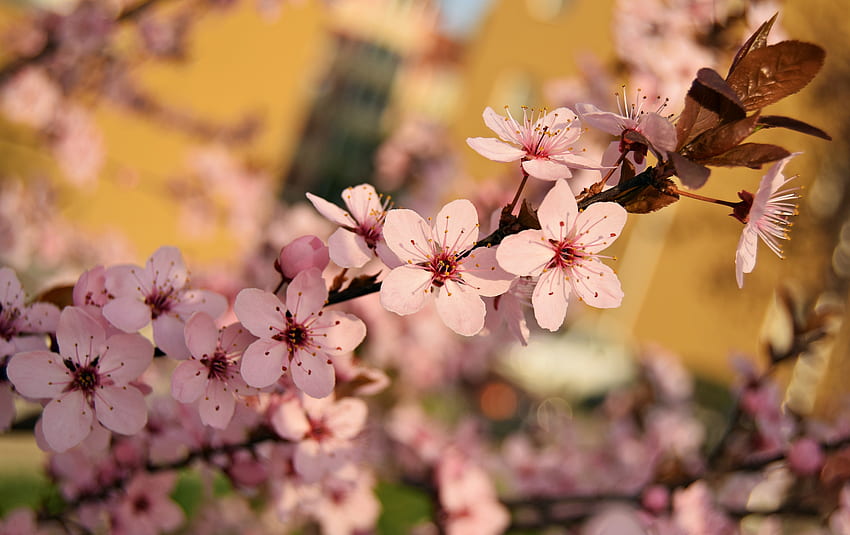 Flowers, Bloom, Flowering, Branch, Spring HD wallpaper