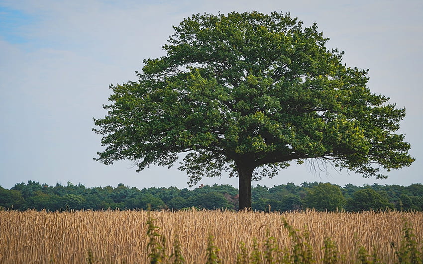 Oak in Cornfield, cornfield, oak, field, tree HD wallpaper