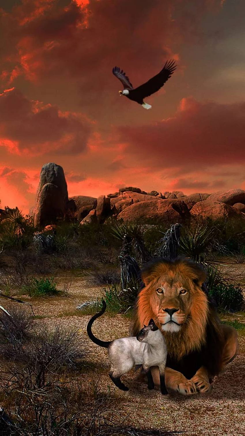 Lion King Eagle Bird Cat Animals Sunset Background – Best Background HD phone wallpaper