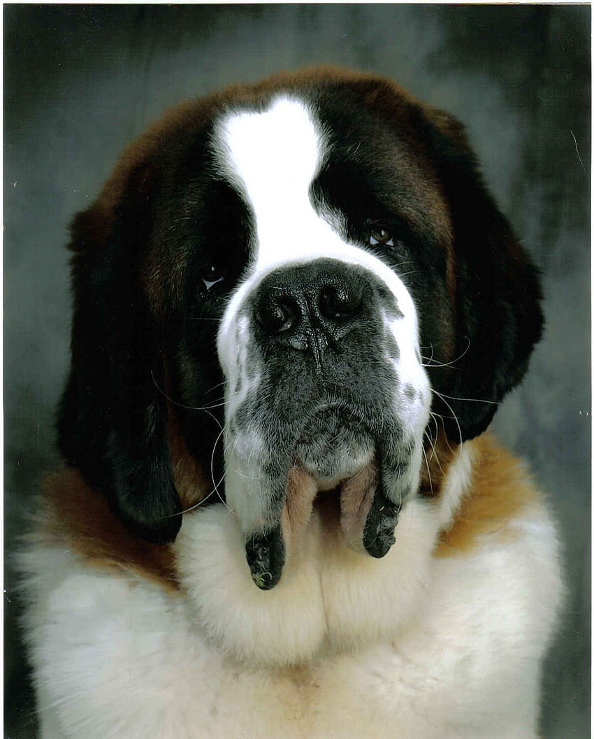Cute St.Bernanrd dog and . Beautiful Cute St.Bernanrd dog, Saint Bernard HD phone wallpaper