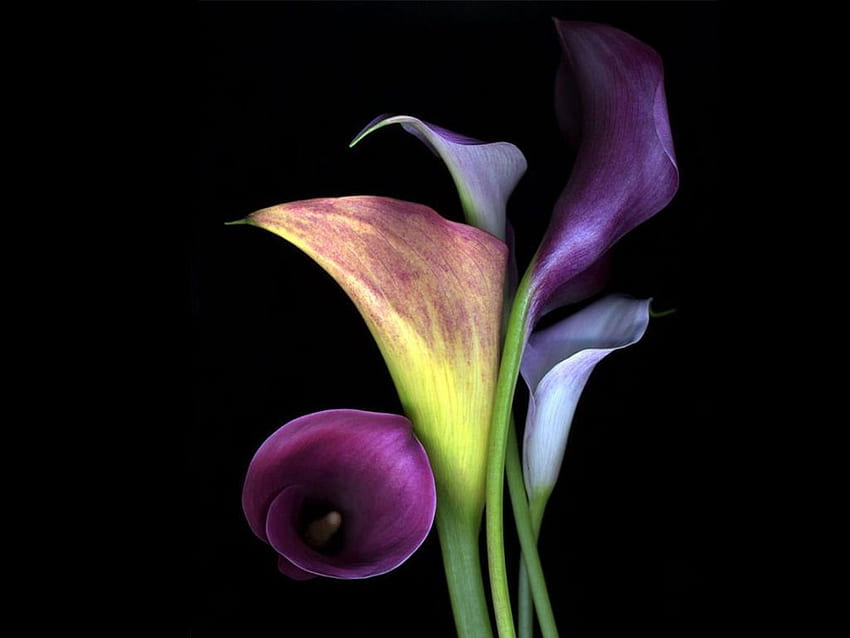 Beautiful color combo. Purple calla lilies, Calla lily, Calla HD wallpaper