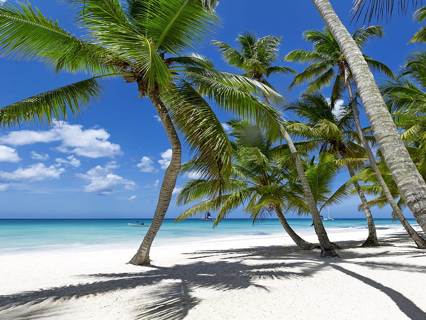 Tropical Paradise, palms, sea, sunshine, sand, tropical, beach HD wallpaper