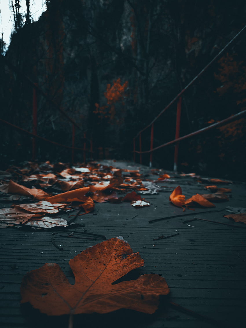 가을, Gökyüzü, Turuncu, Sonbahar, Manzara, Doğa HD 전화 배경 화면